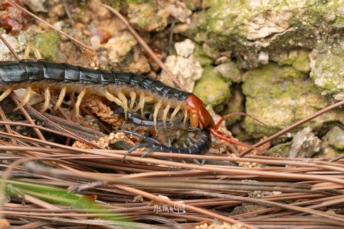Chinese Red-headed Centipede