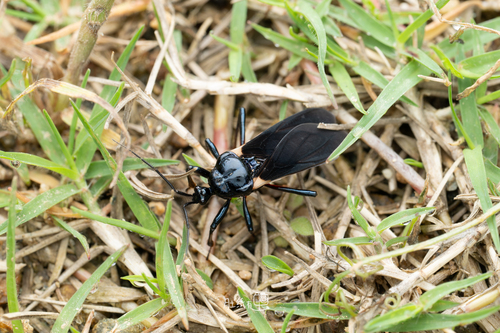 Ectrychotes andreae