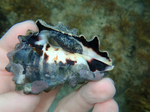 Vasum turbinellus