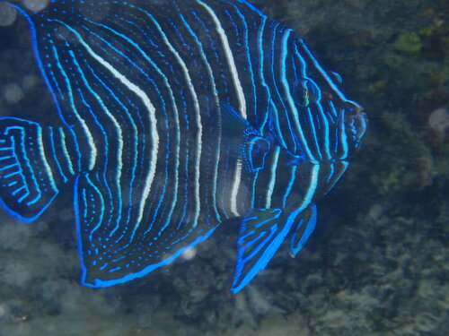 Pomacanthus semicirculatus