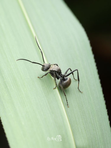 Polyrhachis vigilans