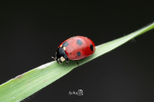 Seven-spotted Lady Beetle
