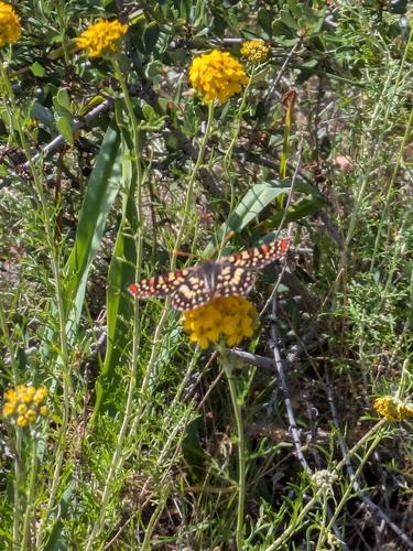 iNaturalist observation photo of Euphydryas
