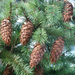 Coast Douglas-Fir - Photo (c) Wendy Feltham, all rights reserved, uploaded by Wendy Feltham