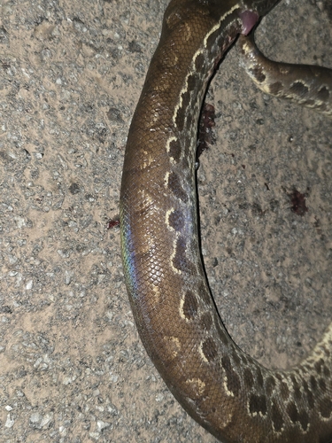 Eastern Rainbow Boa