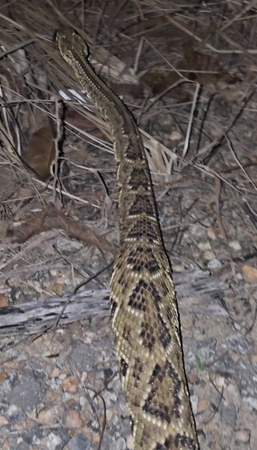 Neotropical Rattlesnake
