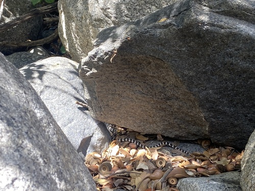 iNaturalist observation photo of California King Snake