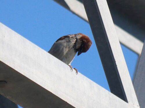 Italian Sparrow