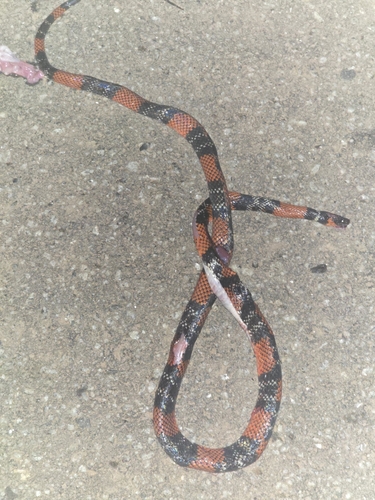 Guibe's Flame Snake