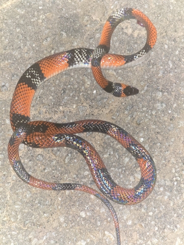 Guibe's Flame Snake