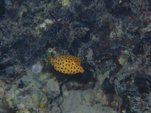 Ostracion cubicum