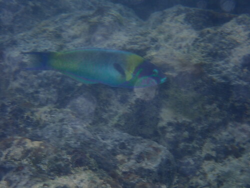 Thalassoma genivittatum