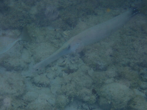 Aulostomus chinensis