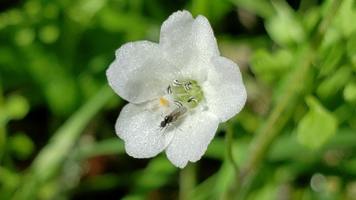 Nemophila heterophylla