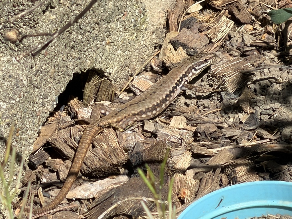 April Lizard Common Wall Lizard from Moorhill Dr, Evendale, OH, US on April 20, 2026 ...