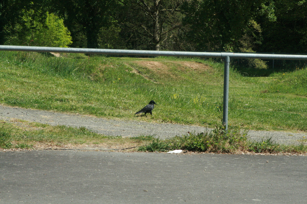 Carrion Crow from 35510 Cesson-Sévigné, France on April 20, 2026 at 07: ...