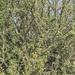 Acacia ehrenbergiana