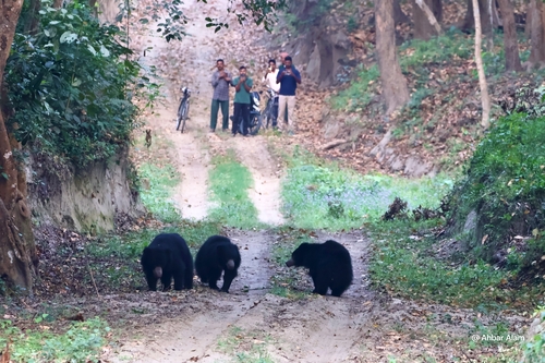 Indian Sloth Bear