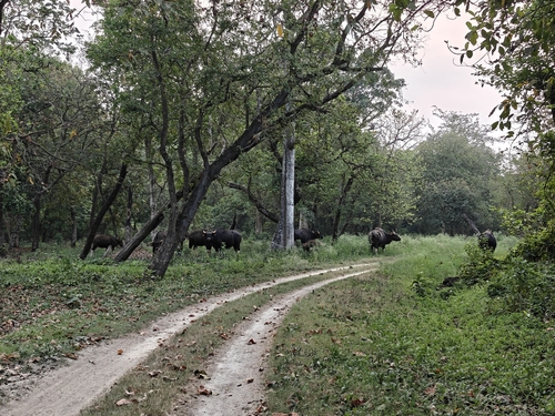 Gaur