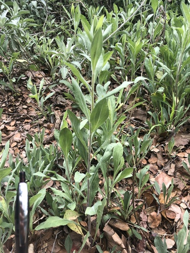California Goldenrod foliage