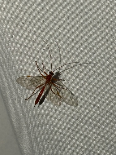 iNaturalist observation photo of Ichneumonid Wasps