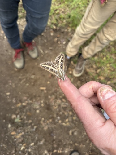 iNaturalist observation photo of White-lined Sphinx