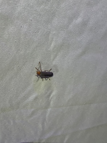 iNaturalist observation photo of Brown Leather Wing Beetle