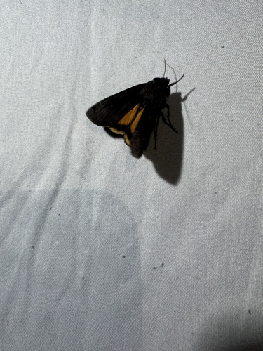 iNaturalist observation photo of Large Yellow Underwing