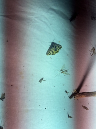 iNaturalist observation photo of Ornate Tiger Moth
