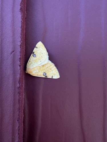 iNaturalist observation photo of Sulphur Moth