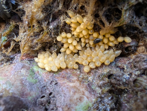 Nucella lapillus