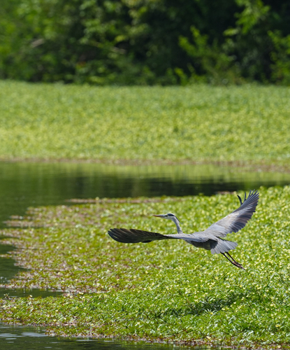 Grey Heron