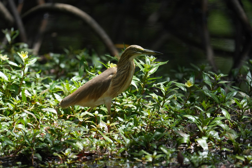 Squacco Heron