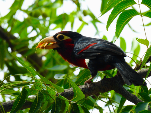 Double-toothed Barbet