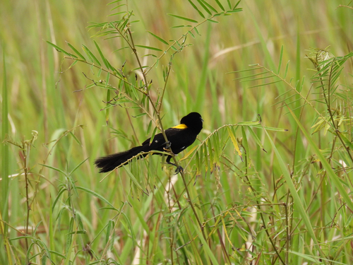 Yellow-mantled Widowbird