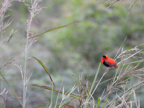 Northern Red Bishop