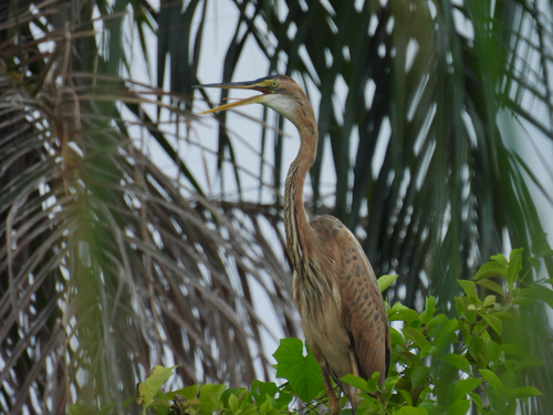 Purple Heron