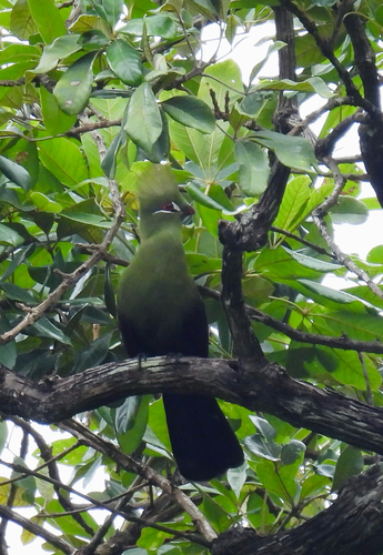 Guinea Turaco