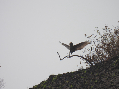 Brown Snake-Eagle
