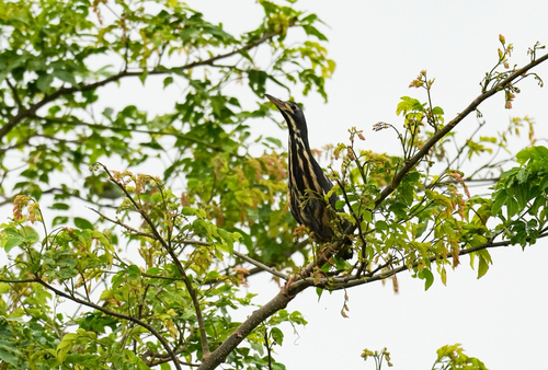 Dwarf Bittern