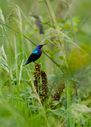 Splendid Sunbird