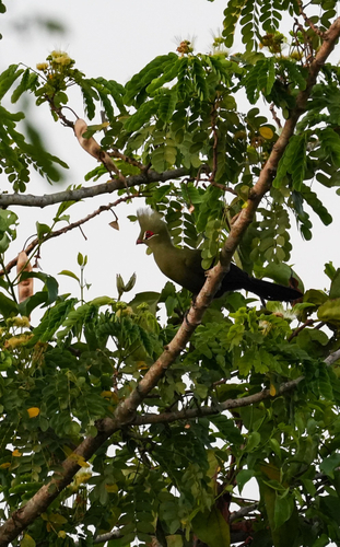 Guinea Turaco