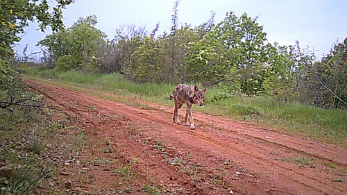 Gray Wolf