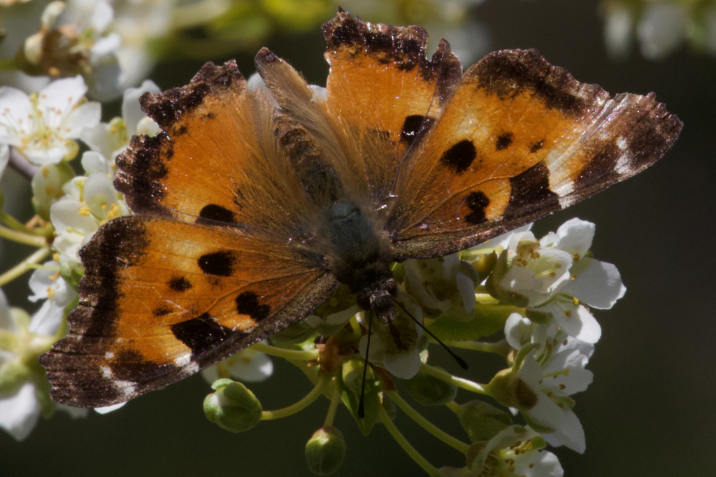 Rand Rudland California Tortoiseshell from Harry Road, Gibsons, BC, Canada on March ...