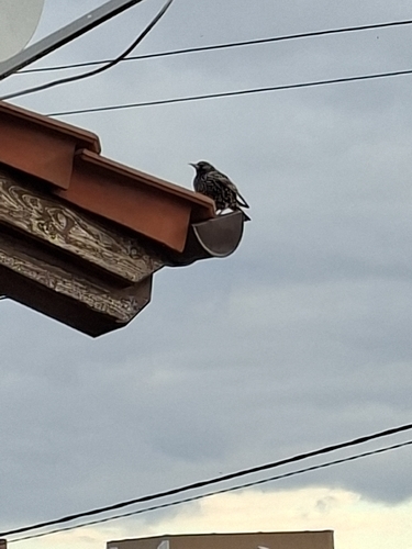 European Starling