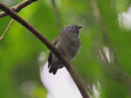White-crowned Manakin