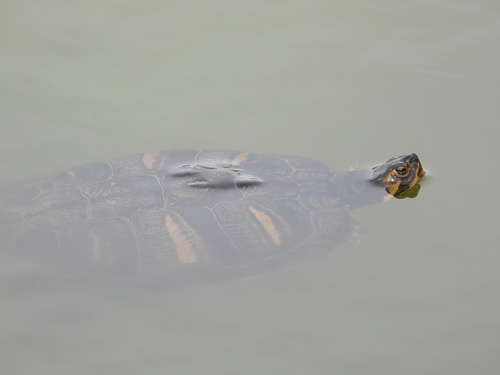 Trachemys scripta