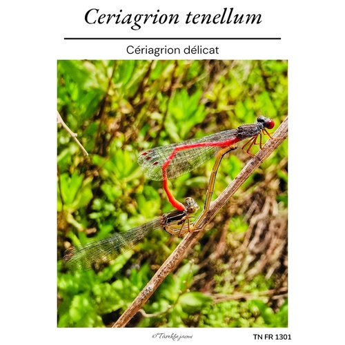 Small Red Damselfly