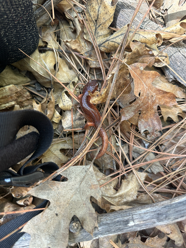 iNaturalist observation photo of Monterey Ensatina