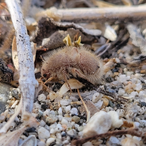 iNaturalist observation photo of Odontophotopsis